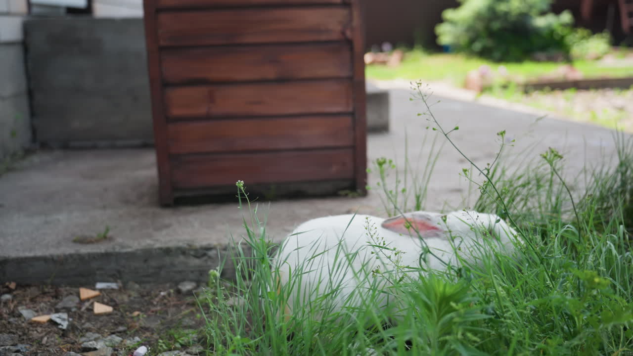 White Rabbit Peeking Through Tall Grass, Closeup Garden Moment With Long Ears And Twitching Whiskers Near Wooden Planter Tranquil Summer Light And Soft Blades Of Green Framing Shy Animal Exploration