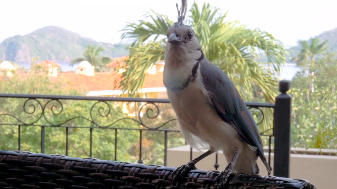 A large and unafraid Blue Jay perched on a chair in Costa Rica
