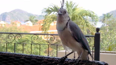 a large and unafraid blue jay perched on a chair in costa rica