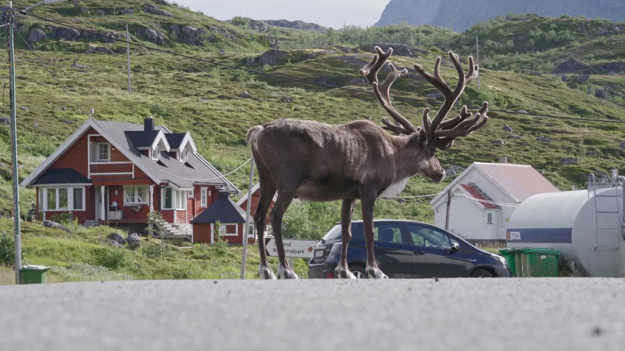 Reindeer Standing At Road With Nordic Houses On The Hill In Norway