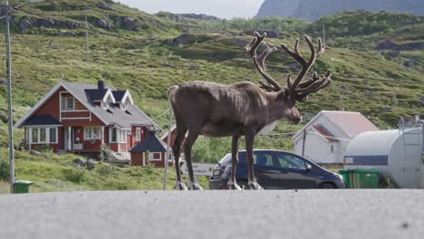 rentiere stehen an der straße mit nordischen häusern auf dem hügel in norwegen