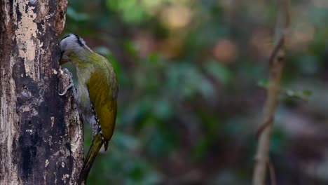 el pájaro carpintero de cabeza gris también se llama pájaro carpintero de cara gris se encuentra en muchos parques nacionales en tailandia y es muy particular en la elección de su hábitat para que prospere
