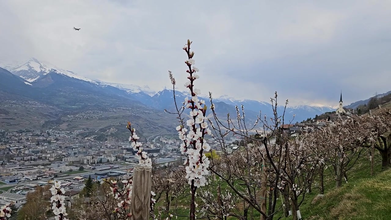 İlkbahar çiçeklenme mevsiminde İsviçre'nin Valais bölgesindeki Sion'a bakan, karla kaplı dağlarla çevrili panoramik bir alp vadisini kayısı çiçekleri süslüyor.