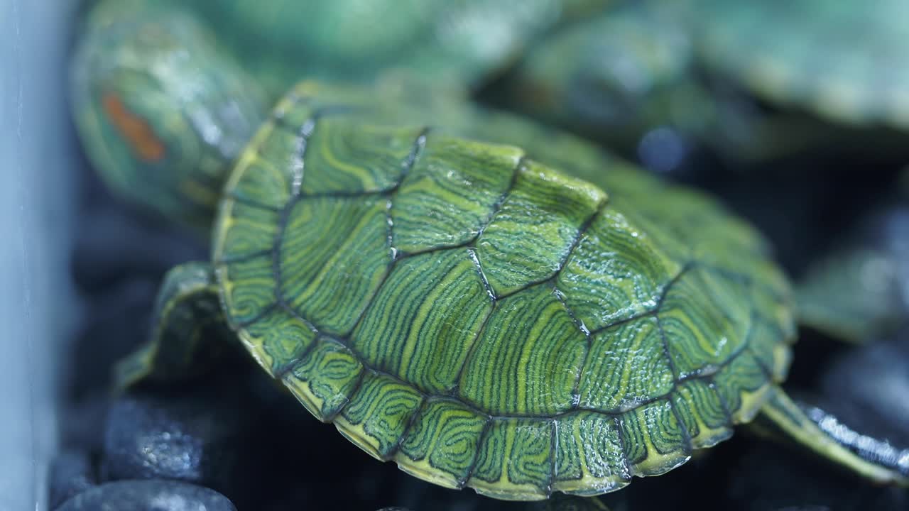 Close-up of Red-Eared Slider Turtles