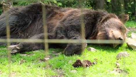 bear sleeping in the grass