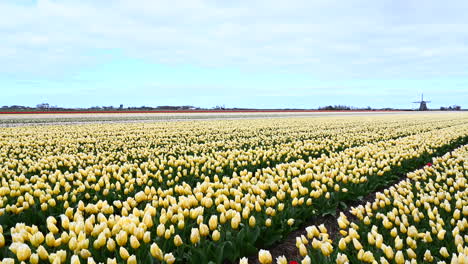 Panshot-Sobre-Campos-De-Tulipanes-Amarillos-Con-Molino-De-Viento-En-Segundo-Plano.