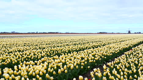 panshot sobre campos de tulipanes amarillos con molino de viento en segundo plano.