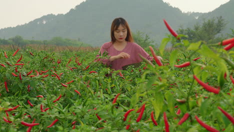 Mujer-Vietnamita-Trabajando-En-Una-Plantación-De-Pimiento-Rojo-Picante-Recogiendo-Vegetales-En-Cámara-Lenta-De-ángulo-Bajo