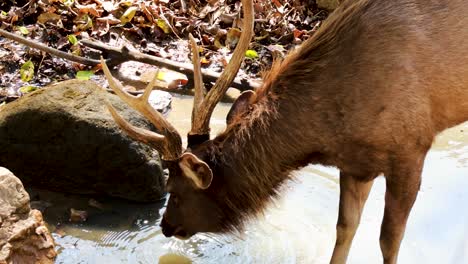 a deer drinks from a pond in chonburi