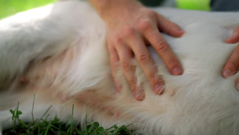 Closeup-hands-petting-relaxed-retriever-in-summer-park.-Man-gently-rub-dog-belly