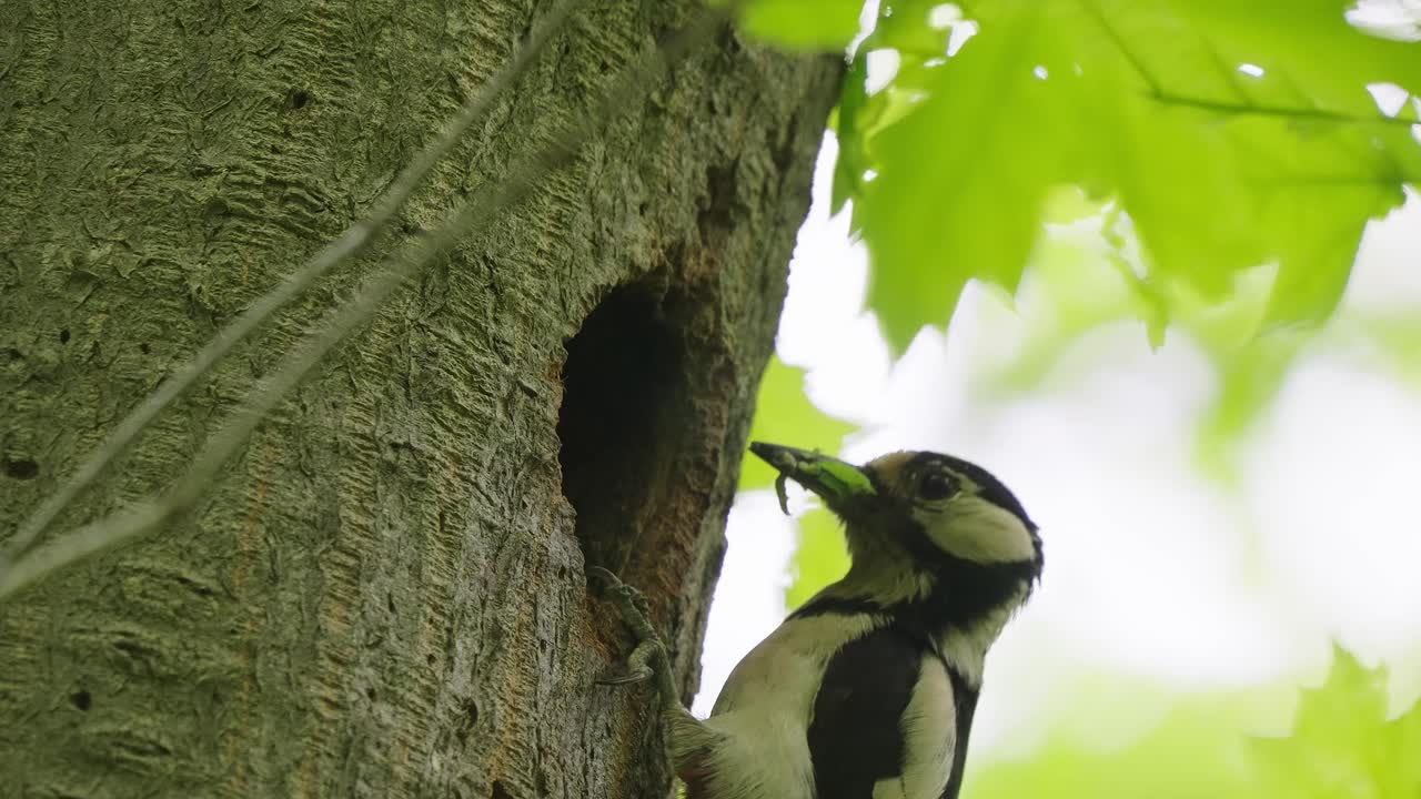 gran pájaro carpintero manchado dando comida al bebé en el nido