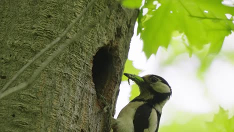 great spotted woodpecker giving food to baby in nest hole