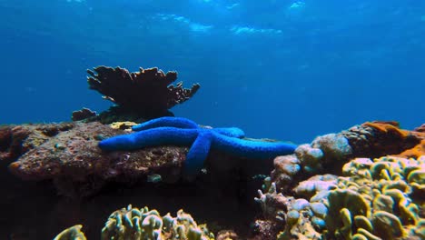 fish and corals around blue sea starfish, static underwater timelapse