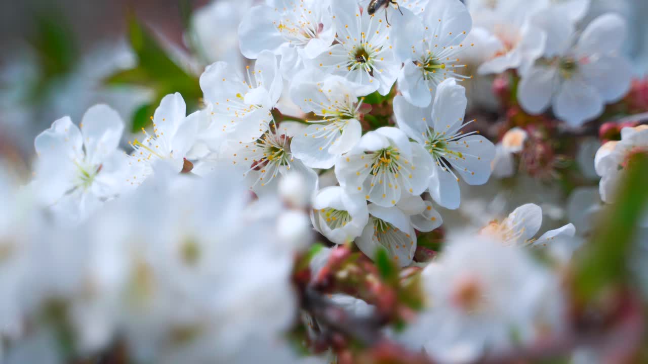 White cherry flowers with an insect in the wind. Spring flowering cherry