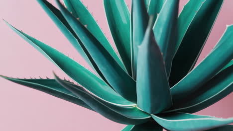 close-up of a teal aloe plant on a pink background