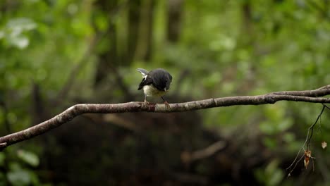 un pequeño pájaro sentado en una rama en un hermoso bosque verde