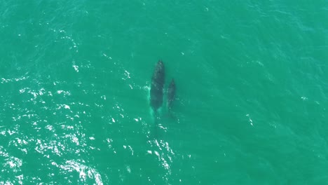 A touching moment captured from above: a mother whale and her calf surfacing gracefully near Noosa National Park. A rare and emotional scene showing the beauty of marine life in their natural habitat.