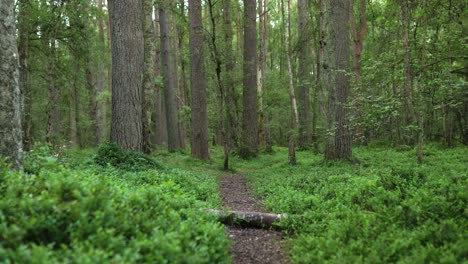 a walking trail leading into a pinewood