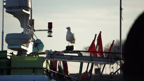 Seagull-on-a-top-of-the-boat---4k