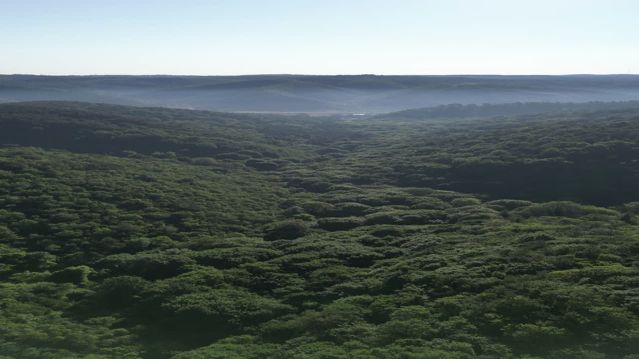 Drone flying over forest for vertical video