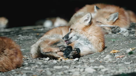 fox curling up on the ground grooming itself at zao fox village in shiroishi, miyagi, japan