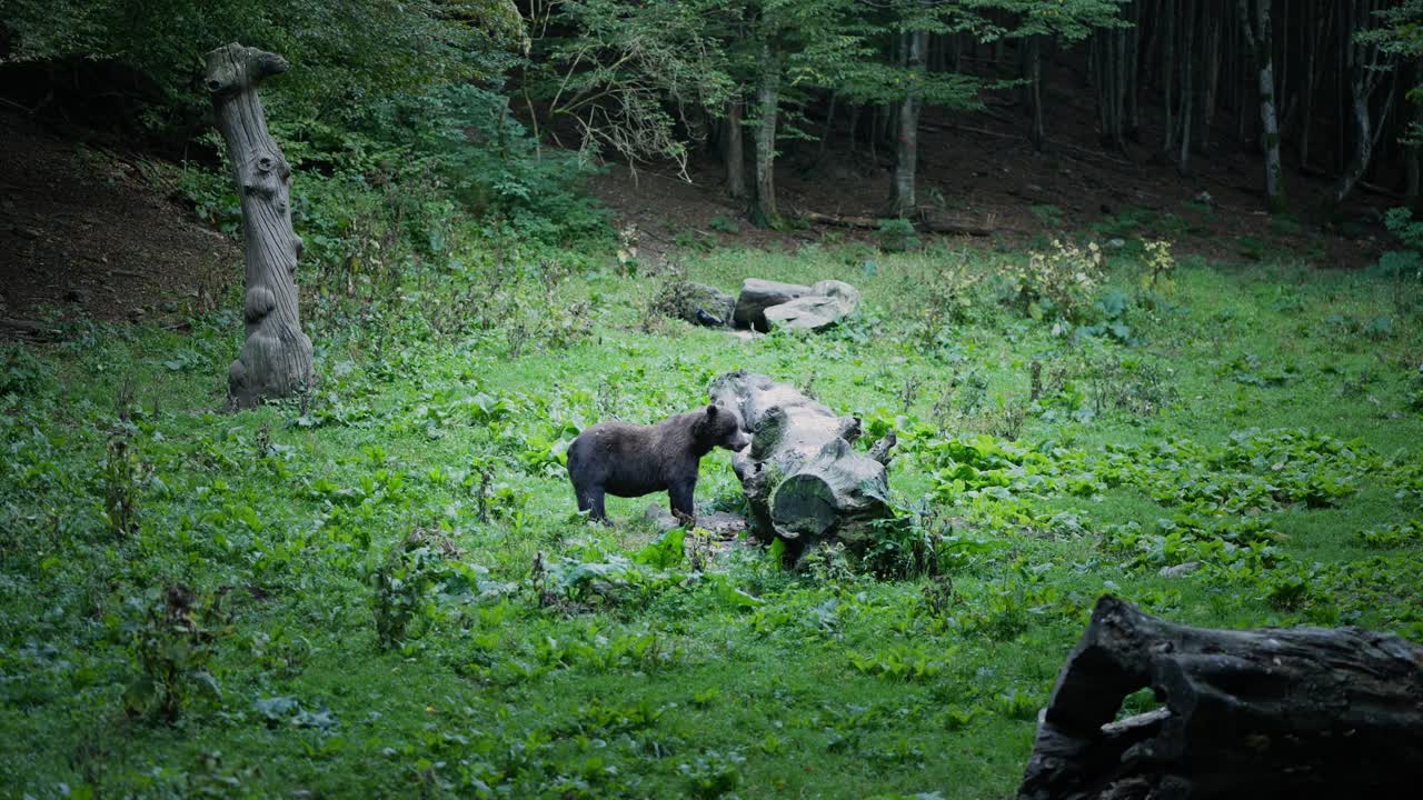 Large Wild Brown Bear in Romanian forest eating food source from wood