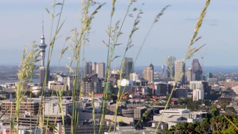 Ruhige-Aufnahme-Der-Skyline-Von-Auckland-Inmitten-Des-Grases-Mit-Dem-Wind-An-Einem-Klaren-Nachmittag-Mit-Blauem-Himmel