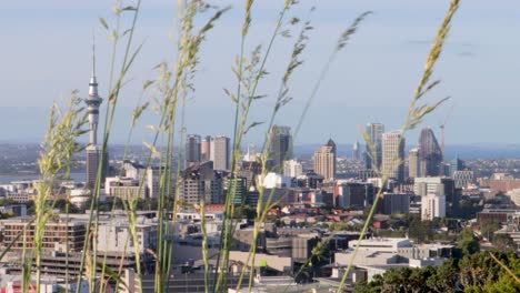 toma constante del horizonte de auckland en medio de la hierba con el viento soplando en una tarde clara con un cielo azul