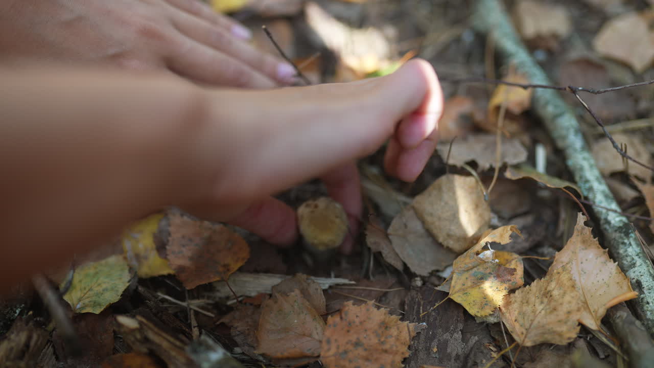 숲에서 버섯을 뽑는 손