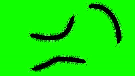 tres ciempiés en pantalla verde, siluetas animadas en cg, bucle sin costuras