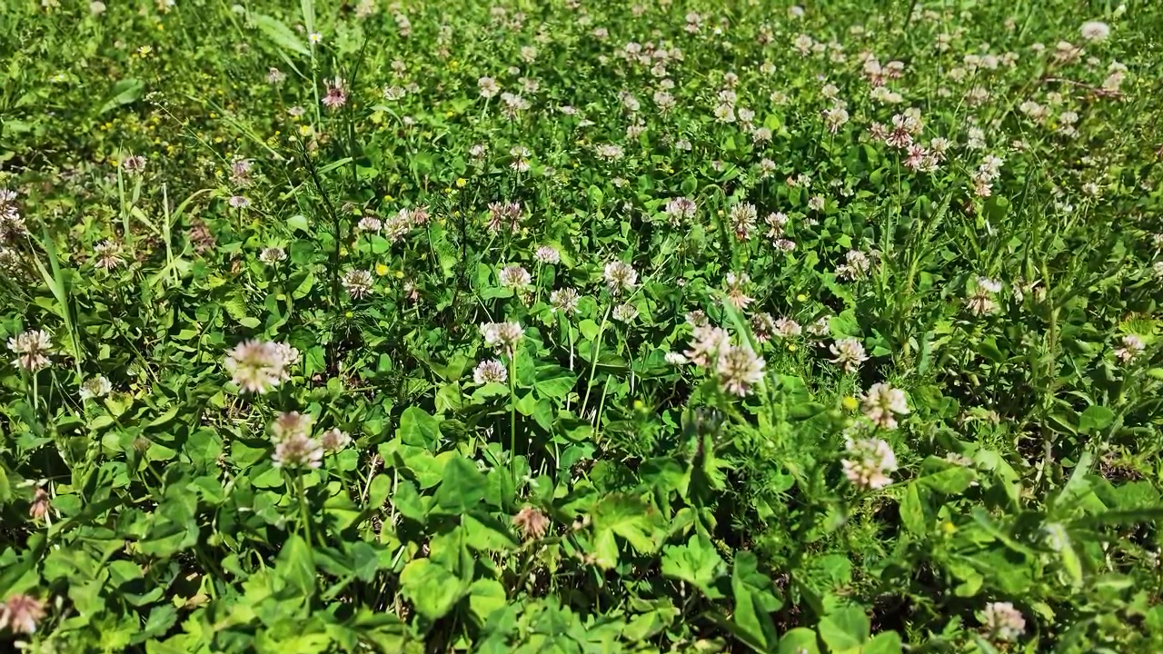 En honningbi flyver mellem hvide kløverblomster på en solrig eng under slow motion-optagelser.