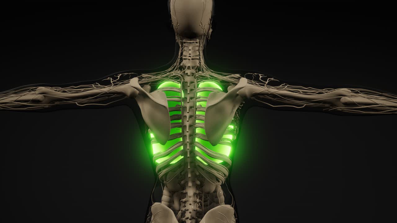 인간의 폐 방사선 검사