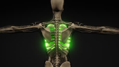 examen radiológico de los pulmones humanos