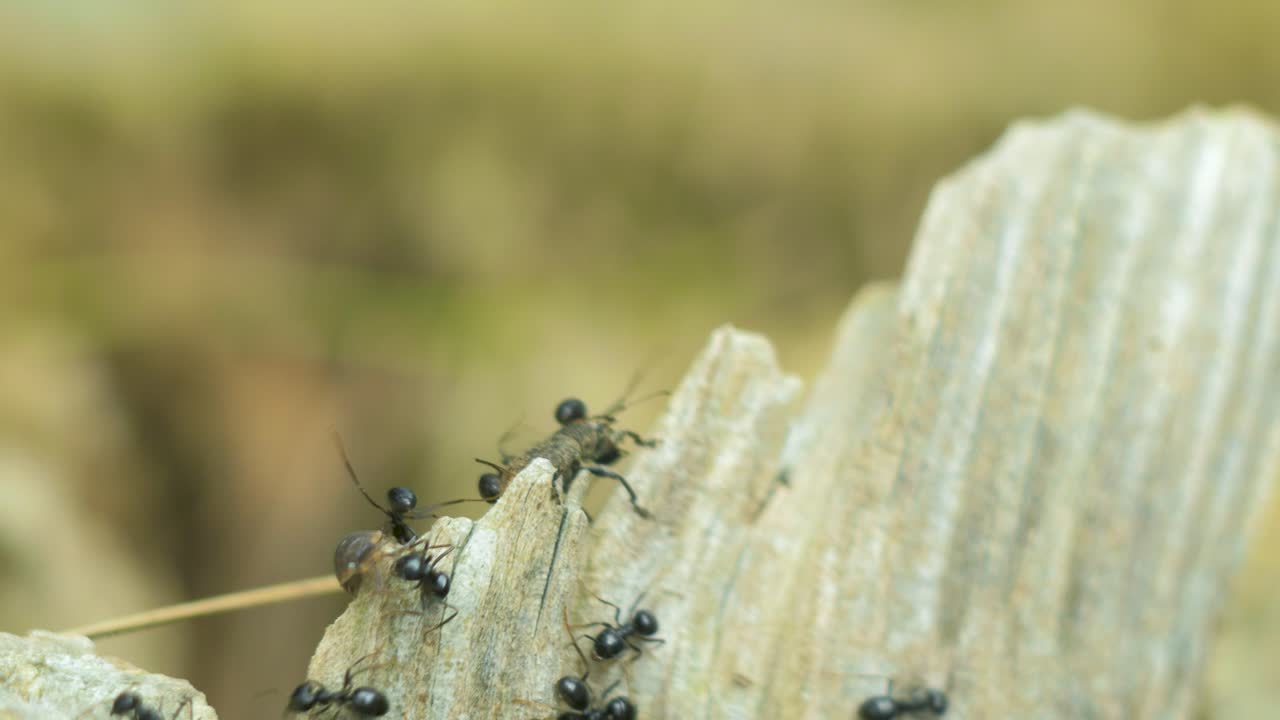 hormigas sedosas se mueven en el nido, hormiguero con hormigas sedosas en primavera, trabajo y vida de las hormigas en un hormiguero, día soleado, macro de primer plano, poca profundidad de campo