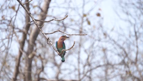 Indischer-Roller-Oder-Coracias-Benghalensis-Thront-Auf-Einem-Ast-In-Madhya-Pradesh-In-Indien