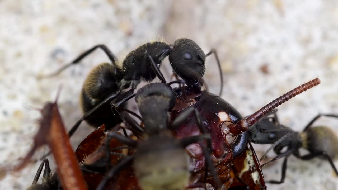 un primer plano extremo de un grupo de hormigas negras alimentándose de una cucaracha muerta en el suelo de un patio