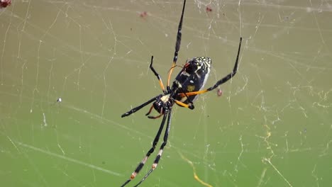 closeup of giant golden orb weaver spider on web with babies crawling around