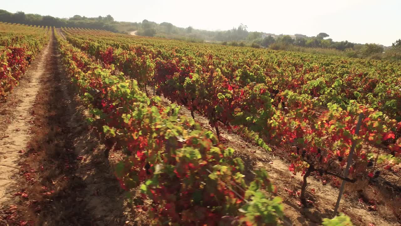 Paesaggio della vigna d'autunno