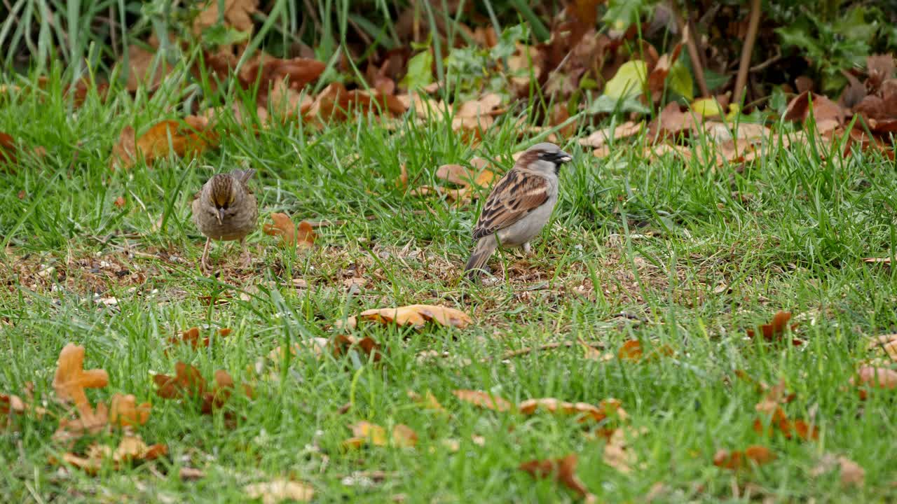 dos gorriones picotean alegremente las semillas en la hierba