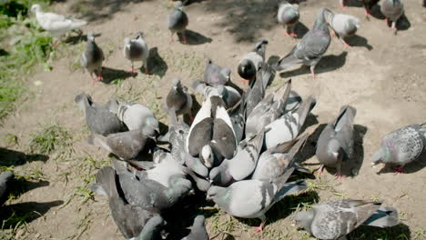 palomas cámara lenta gris aves
