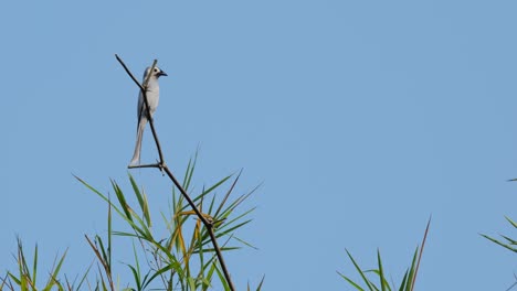 zooming out from an ashy drongo dicrurus leucophaeus that is perching on top of a tiny twig of a bamboo against a blue sky background