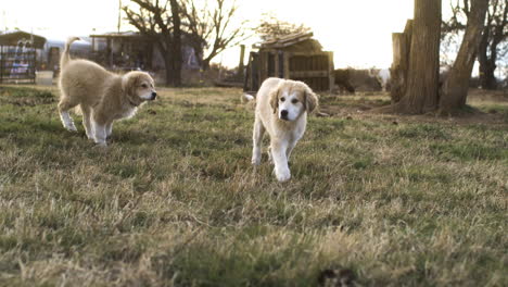 Perros-Jugando-Al-Atardecer-En-El-Campo-De-La-Granja-Del-Jardín,-Lindo-Momento-En-Cámara-Lenta