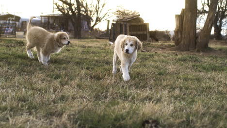 dogs playing at sunset on countryside garden farm field, cute slow motion moment