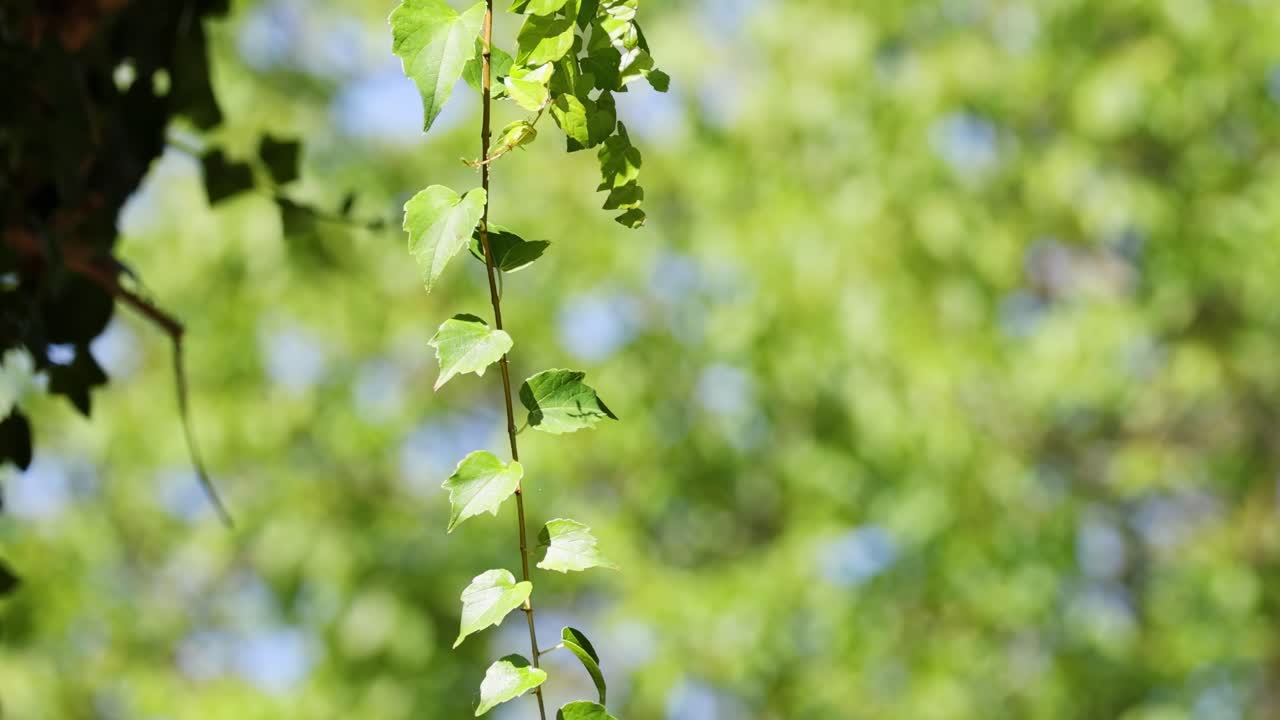 A single vine hangs gracefully with a soft focus of green leaves in the background.