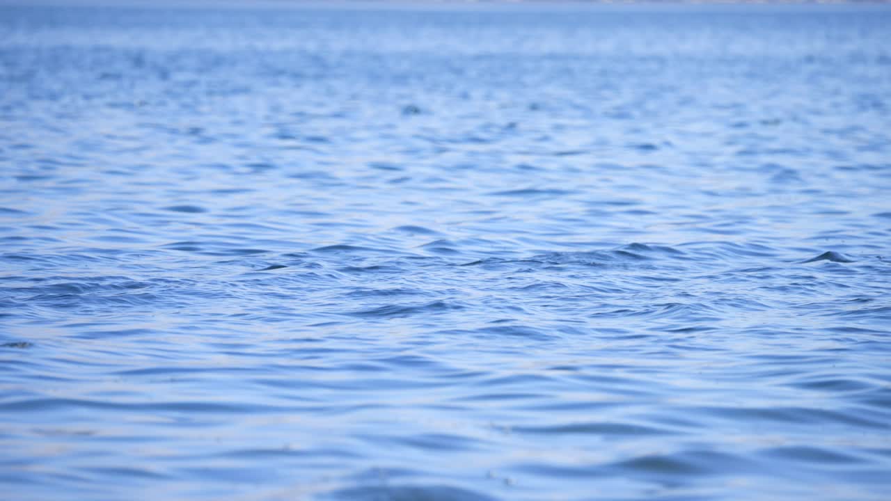 Multiple salmon jumping in blue ocean water