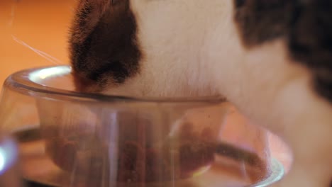 domestic tabby cat eating from a clear bowl, close up