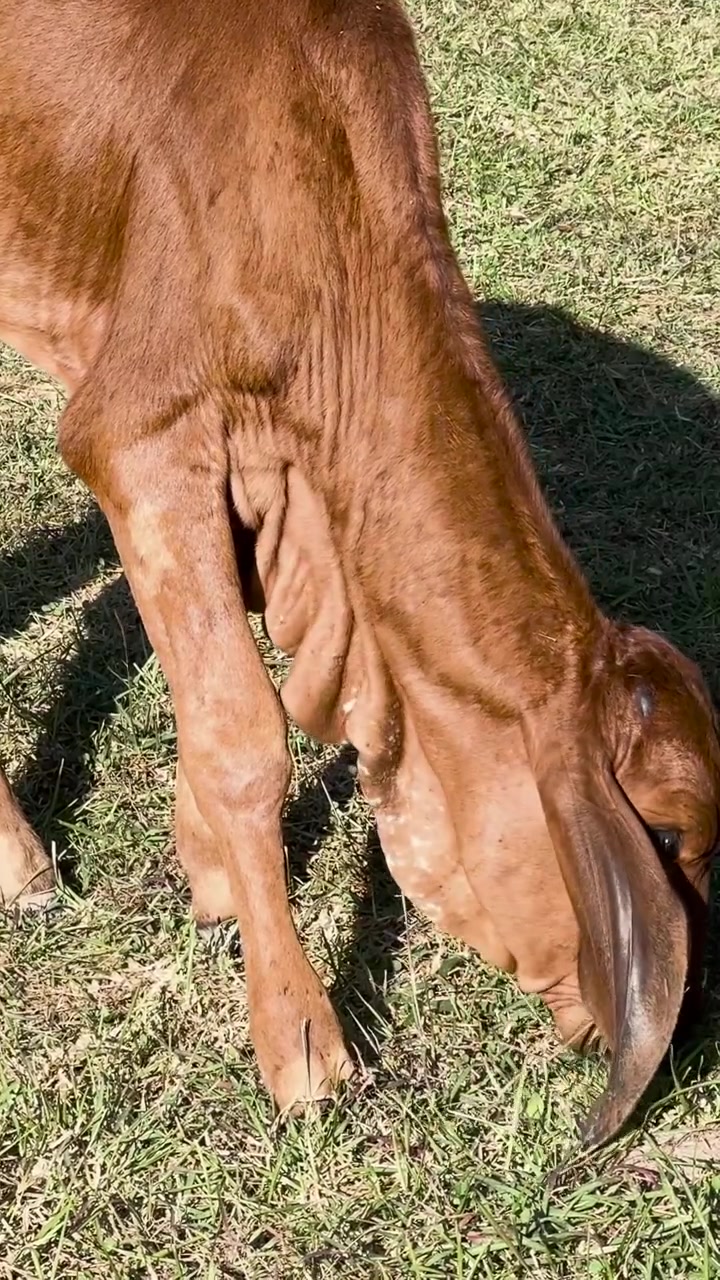 Una mucca marrone con lunghe orecchie pascola pacificamente sull'erba verde in un'inquadratura verticale.
