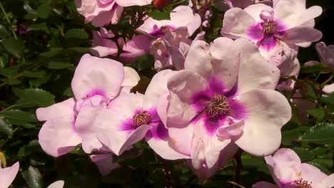 Delicate-pink-roses-swaying-in-the-wind-and-the-sunshine