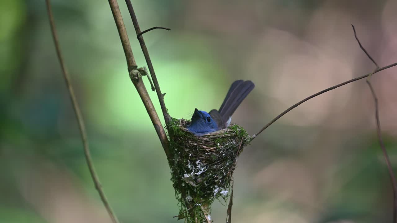 papamoscas azul de nuca negra, hypothymis azurea, tailandia