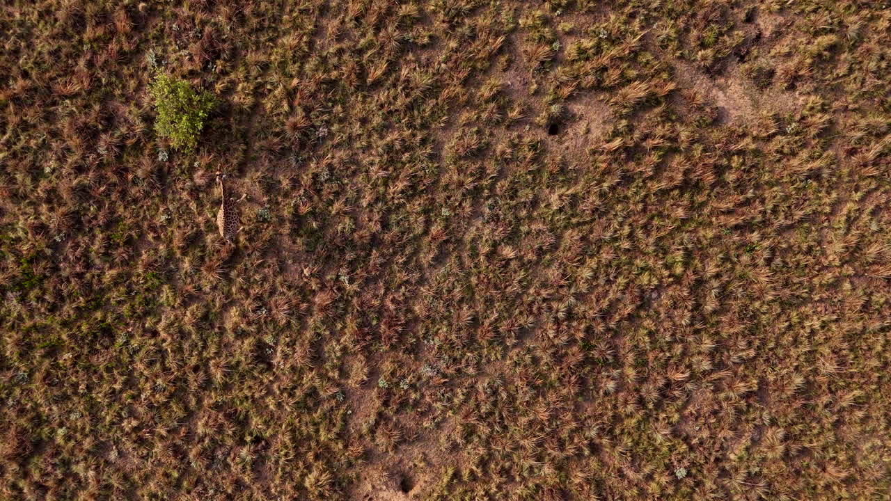 una jirafa de cabo solitaria camina por un solo arbusto verde en un paisaje seco, vista aérea superior